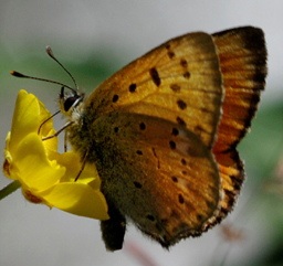 Lycaena virgureae?